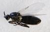 Thripomorpha sp.